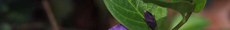 Irene - projektowanie ogrod�w